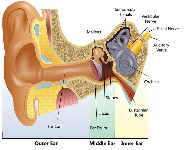 Ear Infections | The System