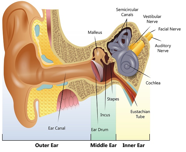 Can Constant Ear Infections Cause Speech Delay In Children?