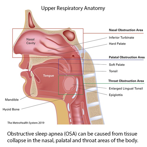 Medical illustration of the upper respiratory anatomy