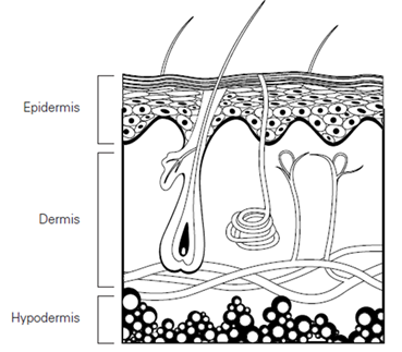 Skin diagram