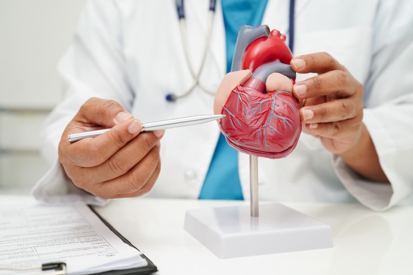 A doctor pointing to blood vessels on a model of a heart
