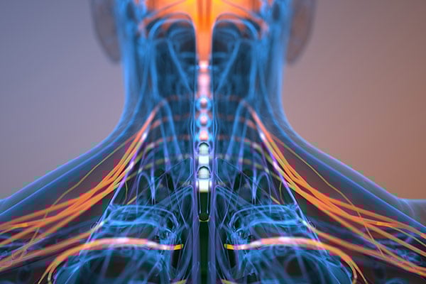 Visualization of nerves in neck and shoulders