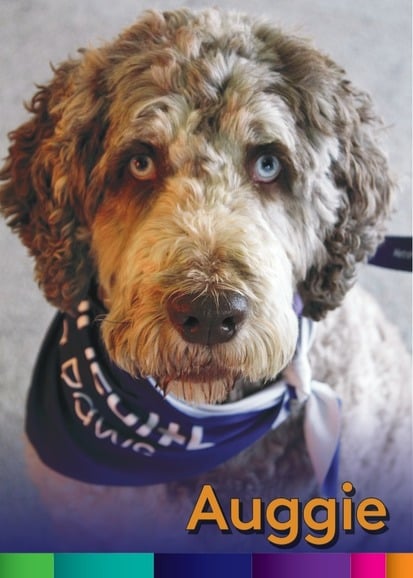 Auggie