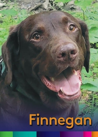 Finnegan 