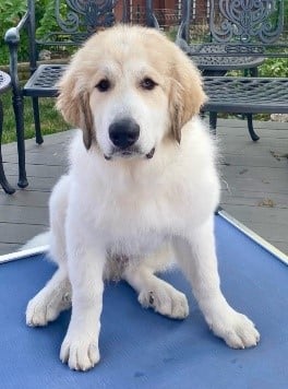 Beau