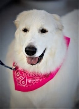 Rosie